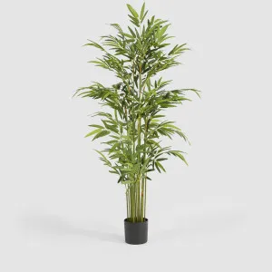 Real Touch Bamboo Tree 180cm by TREE CREATIONS, a Plants for sale on Style Sourcebook