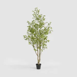 Real Touch Variegated Ficus 270cm by TREE CREATIONS, a Plants for sale on Style Sourcebook