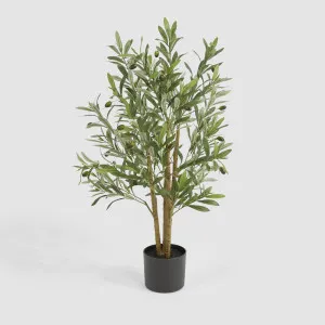 Potted Olive Tree 90cm by TREE CREATIONS, a Plants for sale on Style Sourcebook