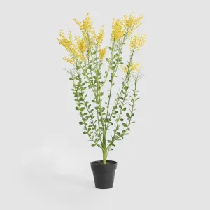 Mimosa bush 46cm in Black Pot by Florabelle Living, a Plants for sale on Style Sourcebook