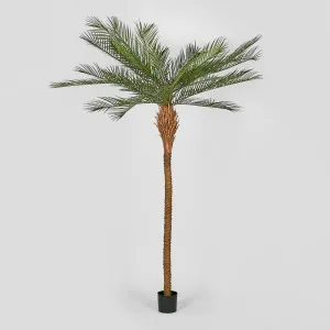 Phoenix Palm Tree 300cm by TREE CREATIONS, a Plants for sale on Style Sourcebook