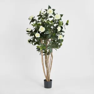 Camellia Japonica Tree White 1.6m by TREE CREATIONS, a Plants for sale on Style Sourcebook