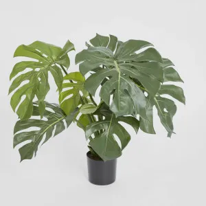 Monstera Split Philo Potted 63cm by TREE CREATIONS, a Plants for sale on Style Sourcebook