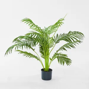 Palm Paradise in Pot 1m by TREE CREATIONS, a Plants for sale on Style Sourcebook