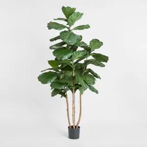Fiddle Leaf Tree 1.9m by TREE CREATIONS, a Christmas for sale on Style Sourcebook