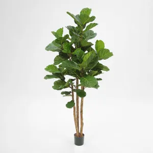 2.3m Fiddle Leaf Tree With 94 Leaves by TREE CREATIONS, a Christmas for sale on Style Sourcebook