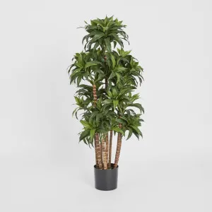 Dracaena Fragrans Multi Tree X8 / 576 Leaves Green by TREE CREATIONS, a Plants for sale on Style Sourcebook
