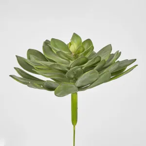 Aeonium succulent Stem LGE by Florabelle Living, a Plants for sale on Style Sourcebook