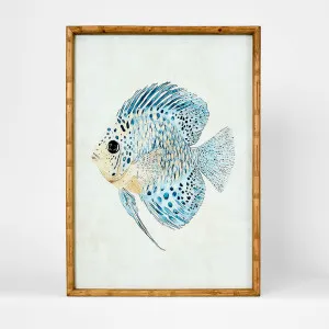 Azure Reef Fish B Wall Art 50x70cm by Florabelle Living, a Prints for sale on Style Sourcebook