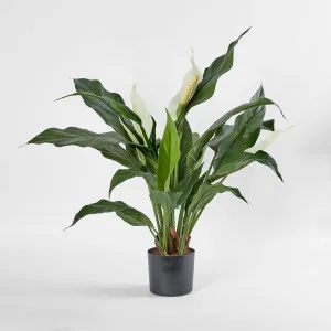 Spathiphyllum Lily White 63cm by TREE CREATIONS, a Plants for sale on Style Sourcebook