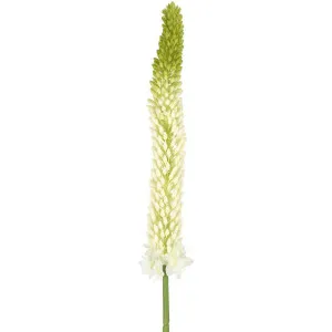 Fox Tail Stem 84cm Cream Green by Florabelle Living, a Plants for sale on Style Sourcebook