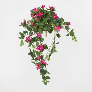 Bougainviilea Hanging Bush by JMC FLORALS, a Plants for sale on Style Sourcebook