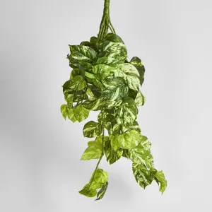Marble Pothos Hanging Bush 102 leaves by JMC FLORALS, a Plants for sale on Style Sourcebook