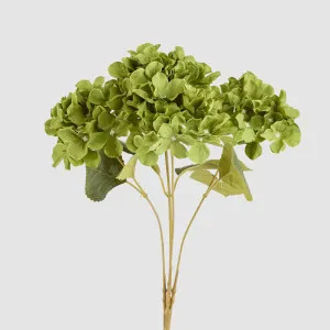 Hydrangea Buch With 5 Heads Green by JMC FLORALS, a Plants for sale on Style Sourcebook