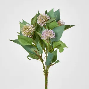 Allium Bush Purple by JMC FLORALS, a Plants for sale on Style Sourcebook