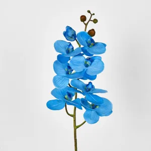 Phalaenopsis Orchid 7 Flowers Blue by JMC FLORALS, a Plants for sale on Style Sourcebook