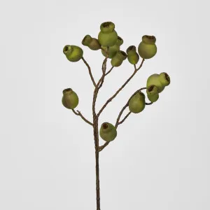 Gumnut Spray Green by JMC FLORALS, a Plants for sale on Style Sourcebook