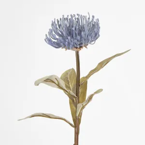 Pincushion Protea Blue by JMC FLORALS, a Plants for sale on Style Sourcebook