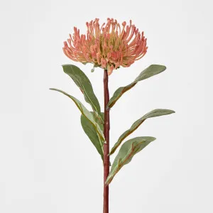 Pincushion Protea Orange by JMC FLORALS, a Plants for sale on Style Sourcebook