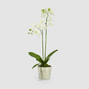 Orchid in Clay Pot 84cm White by Florabelle Living, a Plants for sale on Style Sourcebook