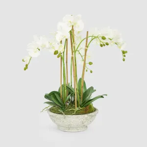 Orchid in Pot 65cm White by Florabelle Living, a Plants for sale on Style Sourcebook