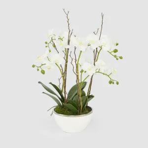 Orchid Real Touch 60cm in White Pot Silver Rim by Florabelle Living, a Plants for sale on Style Sourcebook