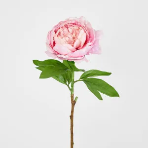 Peony Queen 70cm Pink by Florabelle Living, a Plants for sale on Style Sourcebook