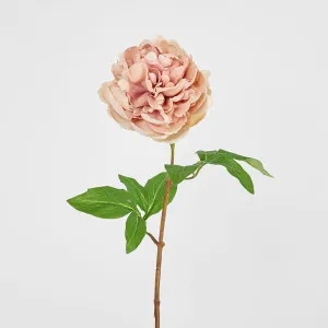 Dried Look Peony Stem 61cm Blush by Florabelle Living, a Plants for sale on Style Sourcebook