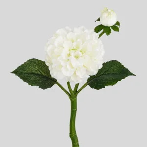 Frilly Dahlia White by JMC FLORALS, a Plants for sale on Style Sourcebook