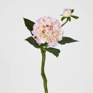 Frilly Pink Dahlia by JMC FLORALS, a Plants for sale on Style Sourcebook