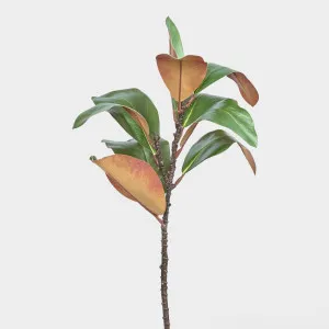 Magnolia Leaf by JMC FLORALS, a Plants for sale on Style Sourcebook