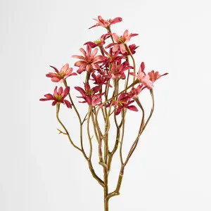 Sea Aster Pink by JMC FLORALS, a Plants for sale on Style Sourcebook