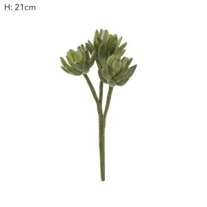 Agave succulent Stem 20cm Green by Florabelle Living, a Plants for sale on Style Sourcebook