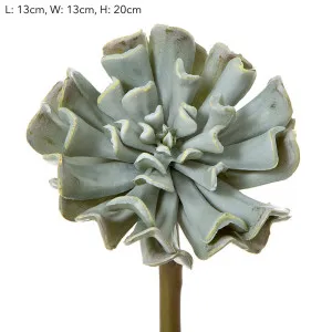 Wavy Succulent 20cm Grey by Florabelle Living, a Plants for sale on Style Sourcebook