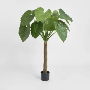 Alocasia Calidora Tree 1.35m by TREE CREATIONS, a Plants for sale on Style Sourcebook