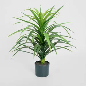 Yucca Plant in Pot 90cm by TREE CREATIONS, a Plants for sale on Style Sourcebook