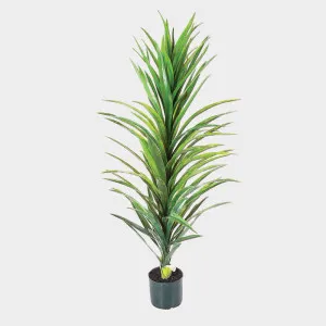 Yucca Plant in Black Pot 1.2m by TREE CREATIONS, a Plants for sale on Style Sourcebook