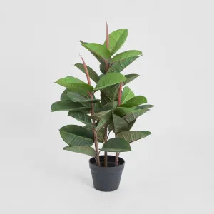 Rubber Tree in Pot 80cm by TREE CREATIONS, a Plants for sale on Style Sourcebook