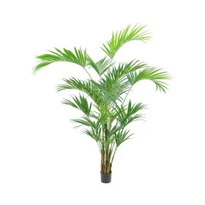 2.5m Kentia Palm 518 Leaves by TREE CREATIONS, a Plants for sale on Style Sourcebook