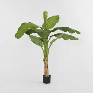 Royal Banana Tree 120cm by TREE CREATIONS, a Plants for sale on Style Sourcebook