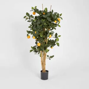 Golden Orange Tree 1.15m by TREE CREATIONS, a Plants for sale on Style Sourcebook