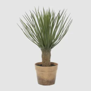 Yucca in Pot 50cm by TREE CREATIONS, a Plants for sale on Style Sourcebook