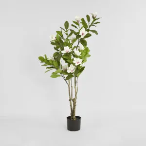 Magnolia Tree in Black Pot by TREE CREATIONS, a Plants for sale on Style Sourcebook