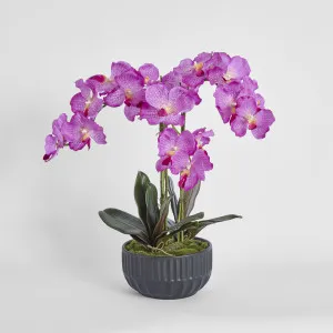 Amira Arrangement Black by Florabelle Living, a Plants for sale on Style Sourcebook
