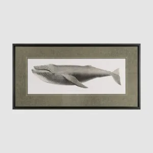Humpback Whale 51 X 100cm by Gallery Home, a Prints for sale on Style Sourcebook