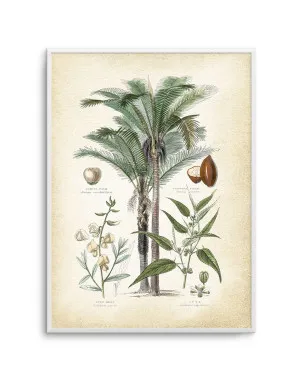 Hamptons Palm I by oliveetoriel.com, a Prints for sale on Style Sourcebook