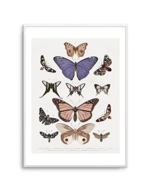 Vintage Butterfly Chart by oliveetoriel.com, a Prints for sale on Style Sourcebook