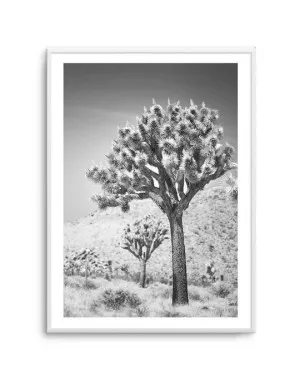 Joshua Tree III | B&W by oliveetoriel.com, a Prints for sale on Style Sourcebook