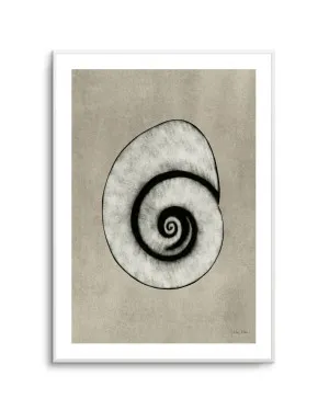 Sea Shells 01 by Julita Elbe by oliveetoriel.com, a Prints for sale on Style Sourcebook