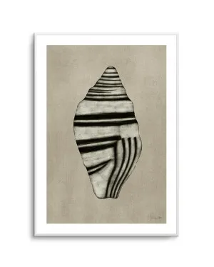 Sea Shells 03 by Julita Elbe by oliveetoriel.com, a Prints for sale on Style Sourcebook
